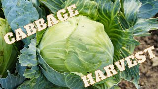 HARVESTING CABBAGE  Tips Tricks and Info harvestingcabbage cabbagetricks cabbage2021 [upl. by Bernardine]