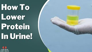 How to lower protein in the urine Diet and medications [upl. by Nylzzaj172]