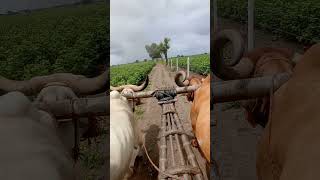 ox viralvideo oxcart [upl. by Prosper]