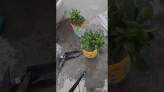 ऐसे करो crassula plant को repot कभी नहीं मरेगाcaretips terracegarden repoting garden [upl. by Jedidiah]