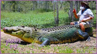 Aussie Crocodile Hunter Collects Croc Eggs 🥚  Deadliest Pests Down Under 🦘 [upl. by Nerine]