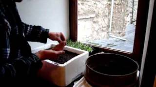 AllotmentDiary How to sow and grow on leeks the easy way [upl. by Llorre]