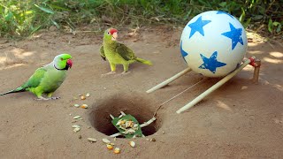 New Creative Unique Bird Trap Using Small Plastic Ball  Rolling Parrot Trap in Hole [upl. by Irrehs]