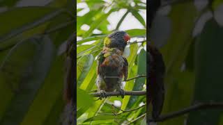 Parrot Sitting Branches Feathers parrot feathers branch bird beautiful nature cutely HA67442 [upl. by Yanaton653]