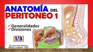 🥇 PERITONEO 13 Generalidades y Divisiones ¡Fácil de Entender [upl. by Allcot678]