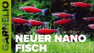 Bunter Neuzugang in der Aquaristik Scharlachroter Zwergziersalmler  Nannostomus sp quotAmayaquot [upl. by Orna]