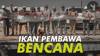 IKAN PEMBAWA BENCANA DAN MALAPETAKA oarfish [upl. by Alaecim]