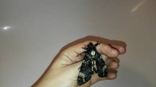 Deaths head hawkmoth screaming [upl. by Winograd875]