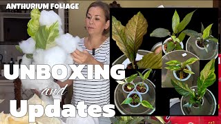 Anthurium Foliage UNBOXING and UPDATES [upl. by Lurette214]