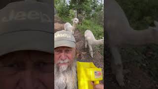 Alpacas and goats being bribed to follow me to their pasture alpaca burklandia offgrid [upl. by Harry]