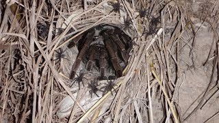 Cyriopagopus  ex Haplopelma  longipes in Nature  Thailand [upl. by Lewse795]