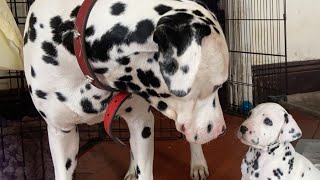 Dalmatian puppies meet their dad [upl. by Ariak]