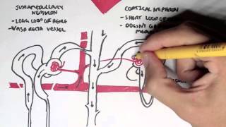 Nephrology  Kidney and Nephron Overview [upl. by Hancock]