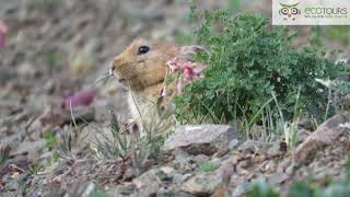 Pallass Pika in Mongolia [upl. by Medin159]