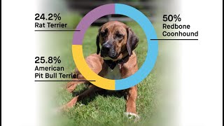 Dog DNA Breed Surprises Explained [upl. by Inanaup]