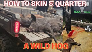 HOW TO SKIN amp QUARTER A WILD HOG hunting florida hog [upl. by Ahsinaj]