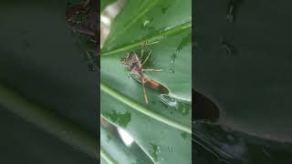 Leaf Footed Bug On My Montserra [upl. by Llewellyn]