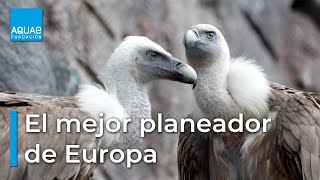 El BUITRE LEONADO una de las aves más LONGEVAS de EUROPA [upl. by Baskett663]