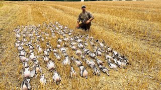 Wood Pigeon Shooting 20924 [upl. by Mcquade318]