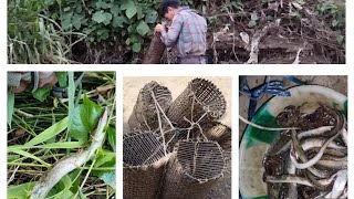 Catching Eel fish using chungtia traditional fish trap  And single Hook Fishing [upl. by Irac]