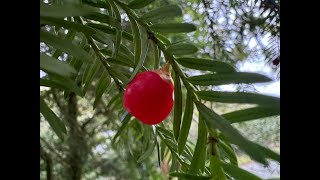 Irelands Native Trees  EPISODE 11 YEW TREE [upl. by Eahs789]