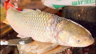 Giant Gold Mrigel Carp Fish Cutting Skills Live In Fish Market  Amazing Mrigel Carp Fish Cutting [upl. by Huttan]