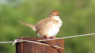 Lazy Cisticolas clicking call [upl. by Graubert]