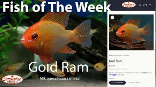 Gold Ram Mikrogeophagus ramirezi imperialtropicals [upl. by Acila33]