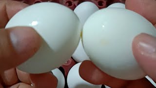 GODS GRACE CHANNEL is live ASMR easy peeling chicken egg [upl. by Lempres]