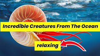 Incredible Creatures From The Ocean [upl. by Andonis980]