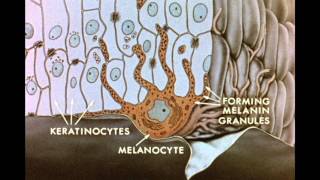 7 Pigment Transfer in Skin Cells [upl. by Ibok857]
