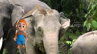 SI OTAN  KISAH SI GAJAH 261218 PART 1 [upl. by Aserehs215]