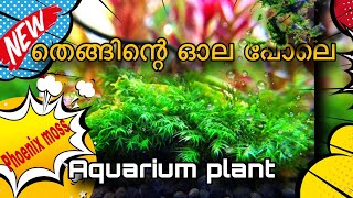 തെങ്ങിന്റെ ഓല പോലെ ഒരു aquarium plant  Phoenix moss care and setup  aquarium plant in Malayalam [upl. by Nary736]