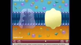 Physiology co and counter transport secondary active transport [upl. by Ancalin]