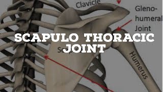 Scapulothoracic joint introduction [upl. by Lecrad477]