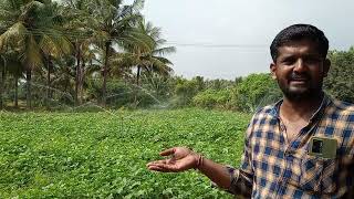 Micro Irrigation Sprinkler In Sivanmalai village Kangeyam Block Tiruppur Dt [upl. by Ecila]