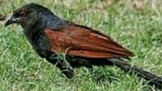 महोक पंछीकुकल बर्ड Coucal bird or Mahok pakshi [upl. by Joannes]