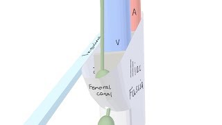 3D Tour of the Femoral Canal [upl. by Mail]