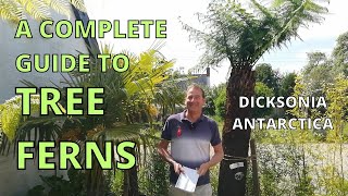 A Complete Guide to TREE FERNS  Dicksonia Antarctica [upl. by Raff889]