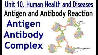 ANTIGEN ANTIBODY REACTION AND ANTIGEN ANTIBODY COMPLEX HUMANHEALTH AND DISEASE [upl. by Besnard]