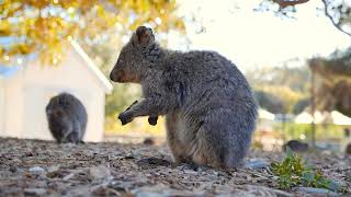 The Quokka  One of Australias cutest marsupials [upl. by Simdars701]