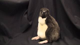 Baby Penguin at the Tennessee Aquarium 2013 [upl. by Ahsla370]