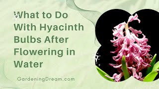 What to Do With Hyacinth Bulbs After Flowering in Water [upl. by Airahs]