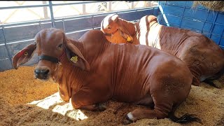 FERIA GANADERA STO DGO 2024 ganado brahman republicadominicana animals gym viral [upl. by Lupien]