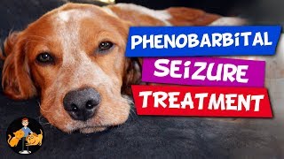 Phenobarbital in Dogs  the Best Epilepsy and Seizure Treatment  Dog Health Vet Advice [upl. by Hanus]