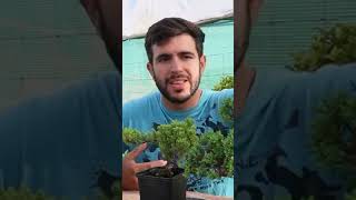 Descubre el Juniperus Procumbens Nana ¡El bonsái perfecto [upl. by Ylremik9]