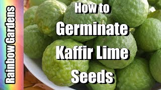 How to Germinate Kaffir Lime and Citrus Seeds [upl. by Schechinger]