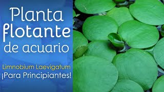 PLANTA DE ACUARIO PARA PRINCIPIANTES  Limnobium Laevigatum Planta Flotante [upl. by Rairb183]