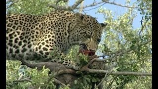 Leopards Tenacious Quest for Monkey Feast [upl. by Swee]