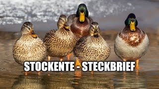 Stockente  Steckbrief Aussehen Ruf und mehr [upl. by Ailegna]